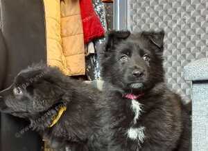 Stunning German Shepard puppy&rsquo;s