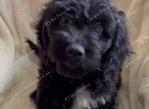 Absolutley gorgeous Cockapoo x puppies