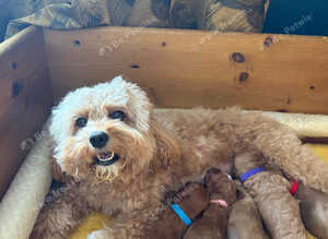 Beautiful F1b Cavapoo Puppies &ndash; 360 Health Tested Parents