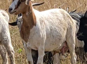Boer x Savanah Nanny Goat