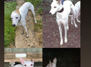 Bull greyhound x whippet for stud