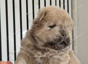 Amazing k.c registered chow chow puppies
