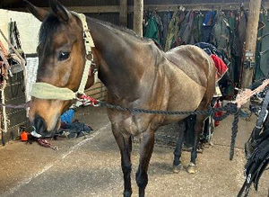 Laddy 6yro 16hh tb gelding