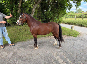 *Reduce* Stunning 3-Year-Old Bay Gelding