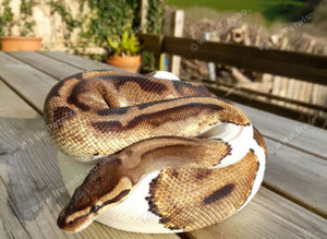 Two 9-year-old Ball Pythons + Complete Setup | Experienced Keeper Wanted |