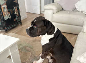 Staffie cross