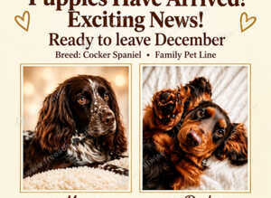 Working cocker spaniel puppies