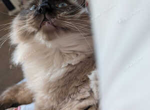 Male ragdoll for rehoming