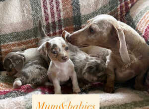 Lilic&cream chiweenies