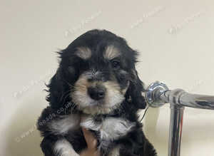 Stunning F1 Generation Cockapoo puppies READY NOW