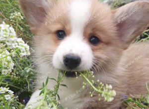 Pedigree IKC Red & White Pembroke Welsh Corgi Male Pups from Champion lines