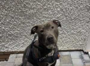 Beautiful 10 month staffy x English bull