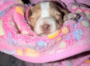Cockapoo puppies for sale