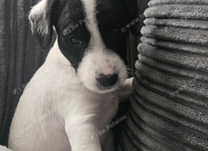 Jack Russell x Cockapoo - Jackapoo puppies Available now.