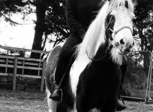 PIEBALD COB GELDING