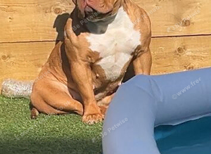 Pocket bully