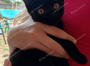 Black kittens