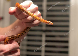 2 male corn snakes for sale