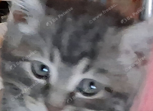 Beautifull Manx kittens