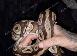 Bull python