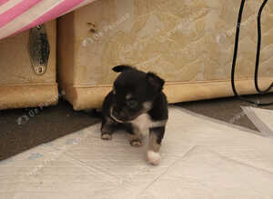 3 beautiful puppies