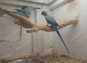 Breeding pair Violet and turquise pair