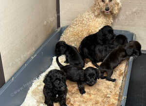 Cockapoo