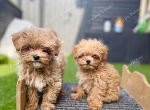 Beautiful Asian/Korean Maltipoo Puppies