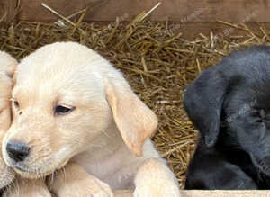 Pure yellow and black Labradors ready now.