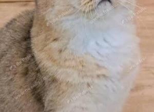 Golden cats needs rehoming