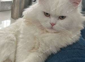 Beautiful Fluffy Male