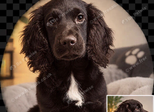 Cocker spaniel mixed cockapoo
