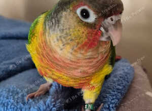 9 month old hand tame conure plus new cage and lots of food