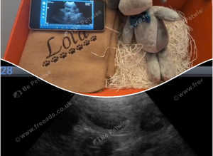 DC Fertility Services Ultrasound Scanning
