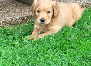 Stunning Male Goldendoodle