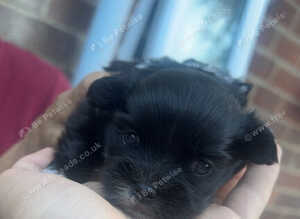 Puppy, three weeks old
