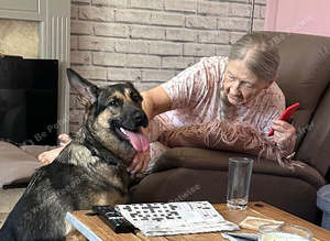 2 year old working line German shepherd
