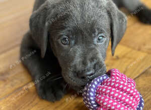 KC Labrador Puppies