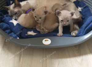 Beautiful  Burmese x Siamese Girl Kittens