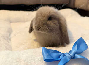 15 week old buck mini lop Benny