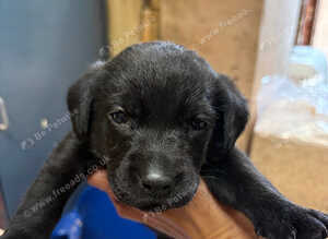 Stunning Black Boy Lab pup