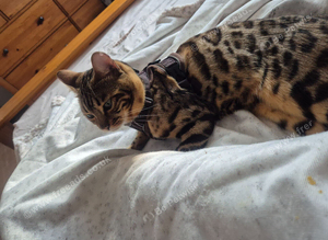 Bengal stud available