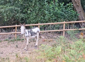 6 yr old jack donkey