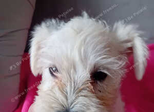Champion Bloodline Miniature Schnauzer
