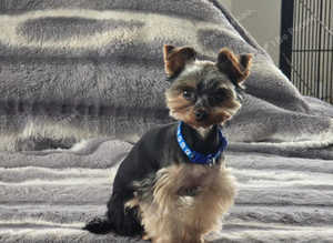 Tiny gorgeous boy Toby for stud