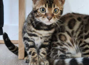 Benjal cats for sale Boy and girl