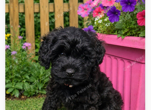 2 absolutely adorable cockapoo