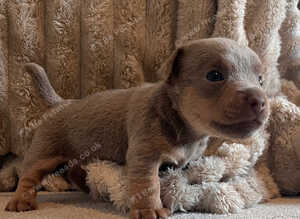 Lilac jack Russell&rsquo;s