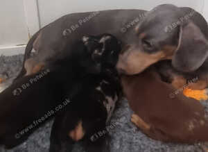 Stunning RKC registered miniature smooth haired dashounds