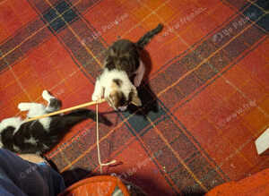 Kittens for sale
